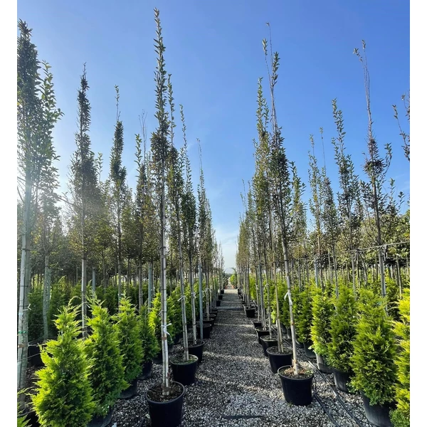 Oszlopos gyertyán   CARPINUS BETULUS FASTIGIATA T200 8/10 K40