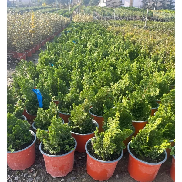 Hinoki hamisciprus   CHAMAECYPARIS OBTUSA NANA GRACILIS K3