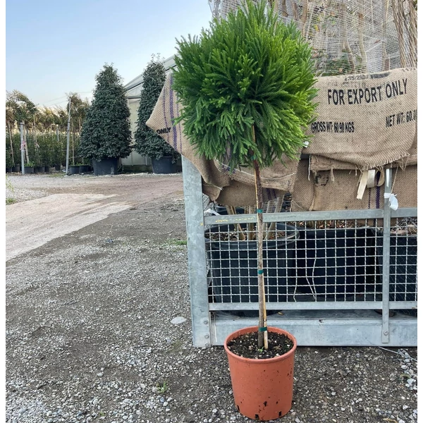 Törpe japán szugifenyő   CRYPTOMERIA JAPONICA GLOBOSA NANA T1/4 30/40 K15