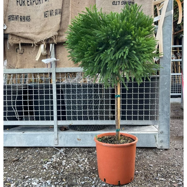 Törpe japán szugifenyő  CRYPTOMERIA JAPONICA GLOBOSA NANA T1/2 50/60 K15