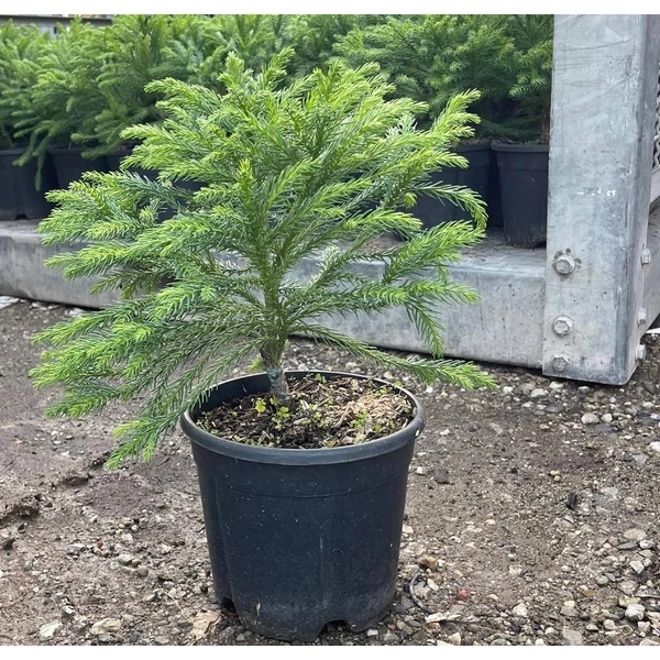 Törpe japán szugifenyő   CRYPTOMERIA JAPONICA GLOBOSA NANA 10/20 K3