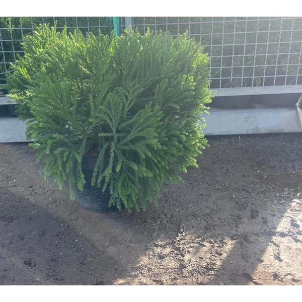 Törpe japán szugifenyő   CRYPTOMERIA JAPONICA GLOBOSA NANA 40/+ K9