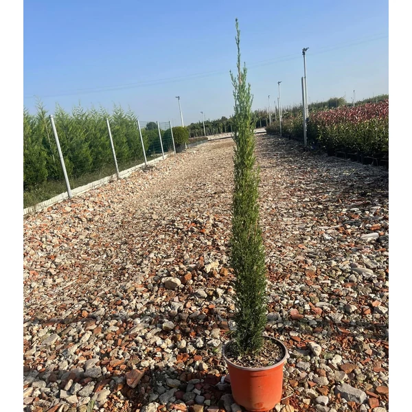 Európai ciprus  CUPRESSUS SEMPERVIRENS TOTEM 40/60 K3