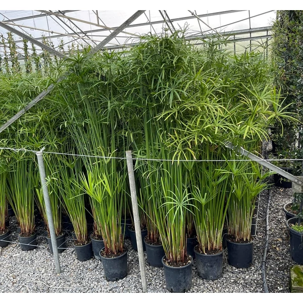 Papirusz-sás CYPERUS PAPYRUS  150/+ K9  