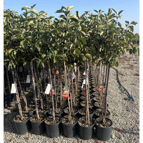 Datolyaszilva Diospyros kaki