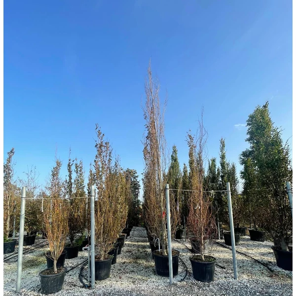 Oszlopos vérbükk  FAGUS SYLVATICA DAWYCK PURPLE 400/450 LAPOS TÁLBAN K150