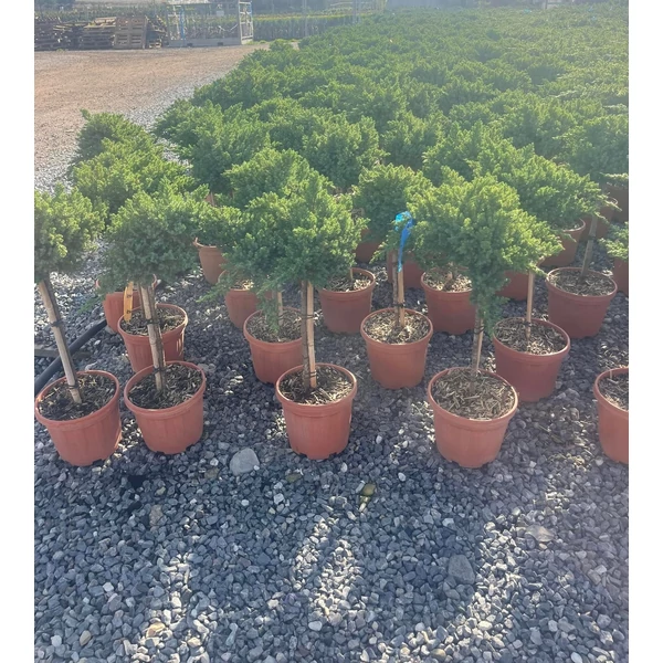 Japán törpeboróka   JUNIPERUS T1/4 K5