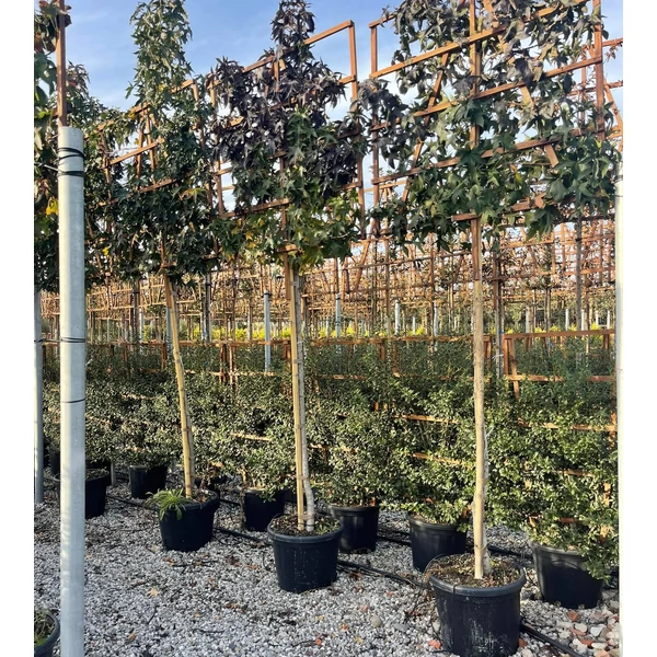 Amerikai ámbrafa LIQUIDAMBAR STYRACIFLUA T200 FAL 120×120 K55