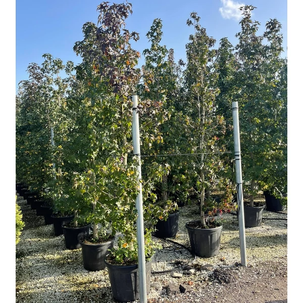 Amerikai ámbrafa   LIQUIDAMBAR STYRACIFLUA 300/400 K55