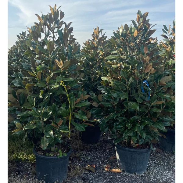 Örökzöld liliomfa   MAGNOLIA GRANDIFLORA GALLISONIENSIS 175/200 K30-50