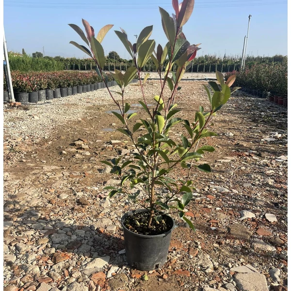 Örökzöld korallberkenye  PHOTINIA FRASERI RED ROBIN K3