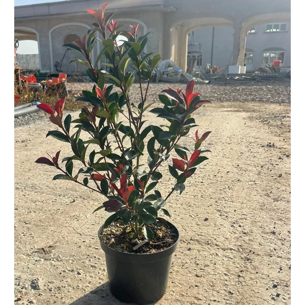 Örökzöld korallberkenye  PHOTINIA FRASERI COMPACTA K3