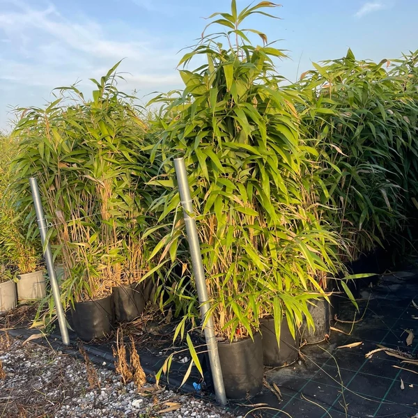 Japán nyílbambusz   PSEUDOSASA JAPONICA 110/130 K15