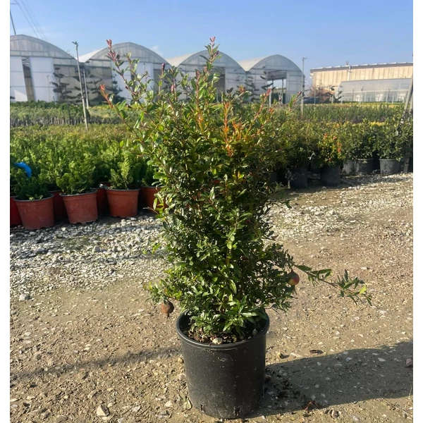 Gránátalma PUNICA GRANATUM  K3