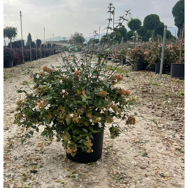 Nagyvirágú tárnicslonc  ABELIA GRANDIFLORA 40/60 K10