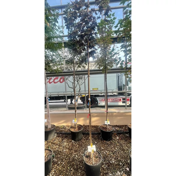 Hegyi juhar   ACER PSEUDOPLATANUS SPAETHII T200 6/8 K18