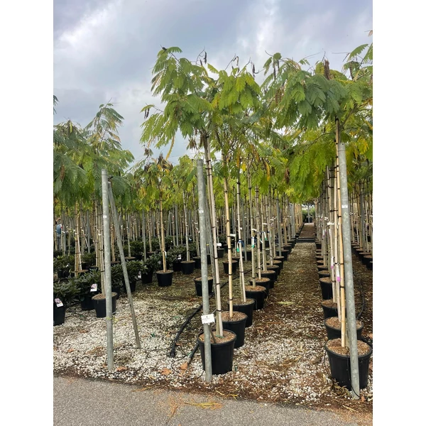 Selyemakác ALBIZIA JULIBRISSIN OMBRELLA T200 10/12 K30