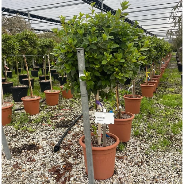 Japán azálea  AZALEA JAPONICA T1/2 K12