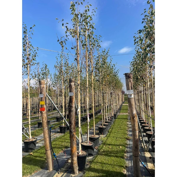 Himalájai nyír   BETULA UTILIS DOORENBOS T200 10/12 K35
