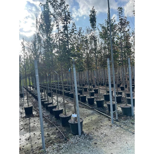 Közönséges gyertyán   CARPINUS BETULUS T200 10/12 K30
