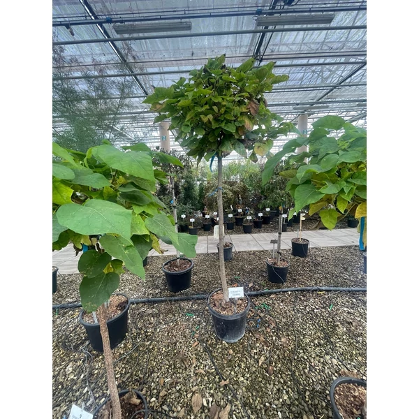 Gömb szivarfa   CATALPA BIGNONIOIDES NANA T120-140 K30