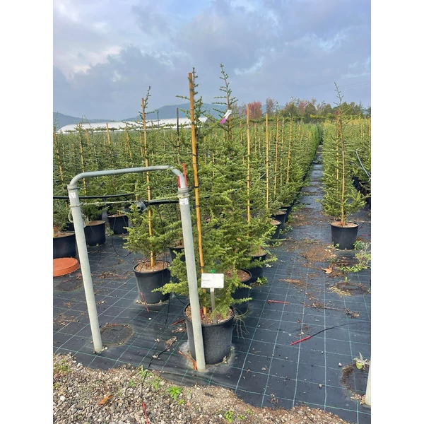 Atlasz cédrus  CEDRUS ATLANTICA 125/150 K18
