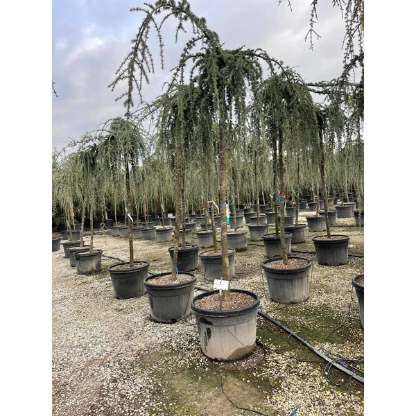 Kék csüngő atlasz cédrus CEDRUS ATLANTICA GLAUCA PENDULA T200 18/20 K110