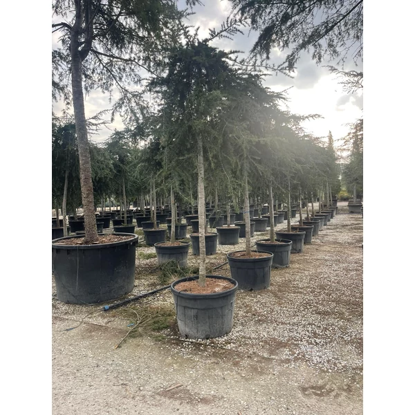 Csüngő himalájai cédrus  CEDRUS DEODARA PENDULA T200 20/25 K180