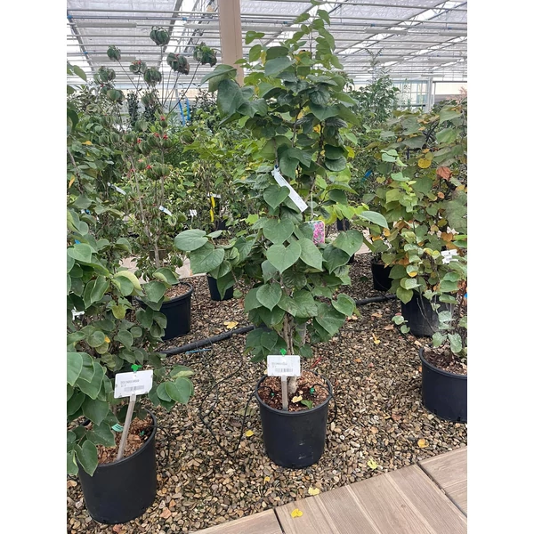Kínai júdásfa   CERCIS CHINENSIS AVONDALE 80/100 K18