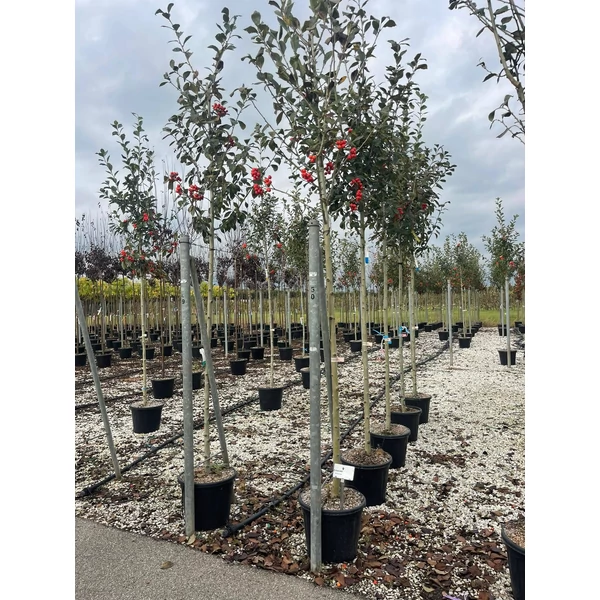 Fénylő levelű galagonya  CRATAEGUS CARRIEREI T200 8/10 K30
