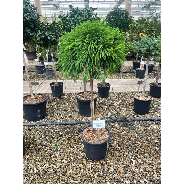 Törpe japán szugifenyő  CRYPTOMERIA JAPONICA GLOBOSA NANA T1/2 K18