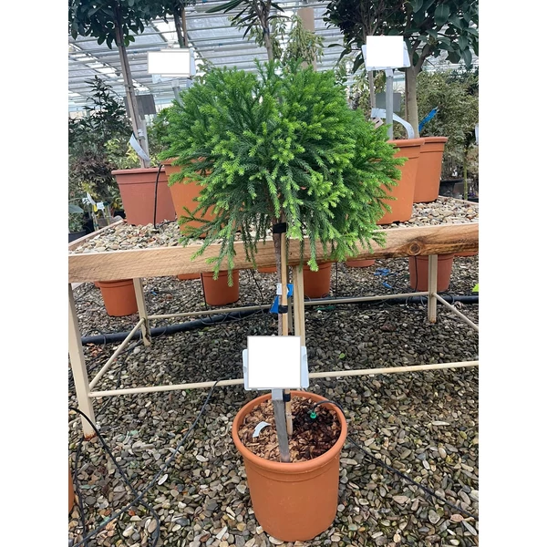 Törpe japán szugifenyő  CRYPTOMERIA JAPONICA GLOBOSA NANA T1/4 K9