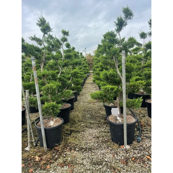 Arany lombú leyland ciprus CUPRESSOCYPARIS LEYLANDII CASTLEWELLAN GOLD BONSAI K55