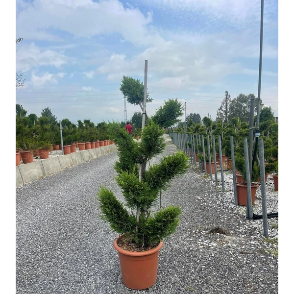Arany lombú leyland ciprus CUPRESSOCYPARIS LEYLANDII CASTLEWELLAN GOLD BONSAI K18