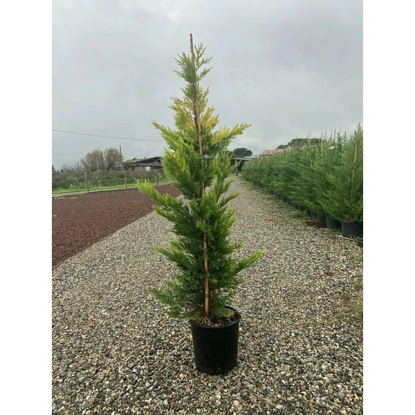 Arany lombú leyland ciprus CUPRESSOCYPARIS LEYLANDII GOLD RIDER 100/+ K10