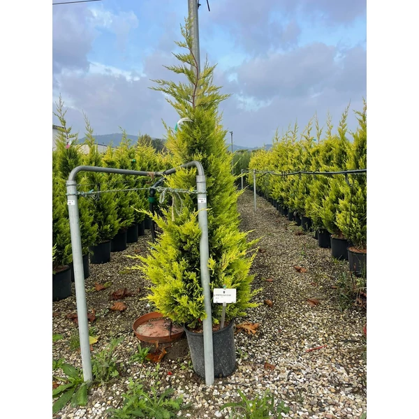 Arany lombú leyland ciprus CUPRESSOCYPARIS LEYLANDII GOLD RIDER 175/200 K18