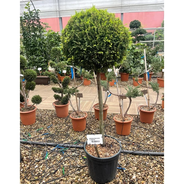 Arany lombú leyland ciprus CUPRESSOCYPARIS LEYLANDII GOLD RIDER T1/2 K25