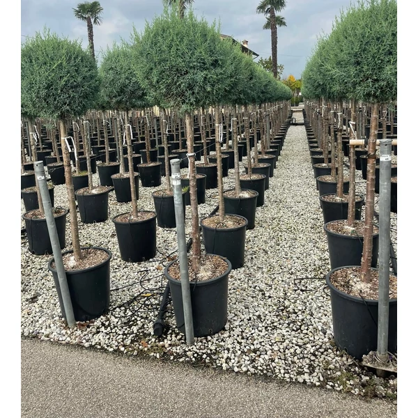 Oszlopos, kék arizóniai ciprus CUPRESSUS ARIZONICA FASTIGIATA T1/2 K25