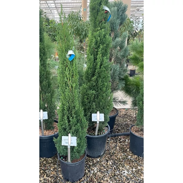Európai ciprus  CUPRESSUS SEMPERVIRENS TOTEM 100/125 K12
