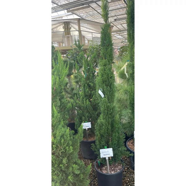 Európai ciprus  CUPRESSUS SEMPERVIRENS TOTEM 175/200 K25