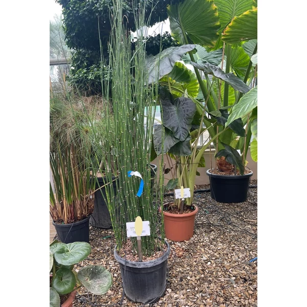 Zsurló EQUISETUM JAPONICUM 60/80 K20