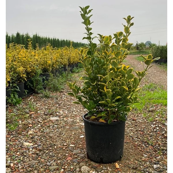 Japán kecskerágó EUONYMUS JAPONICUS ELEGANTISSIMUS AUREUS 40/60 K5 