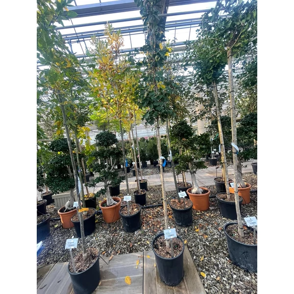Páfrányfenyő   GINKGO BILOBA FASTIGIATA BLAGON T200 10/12 K30