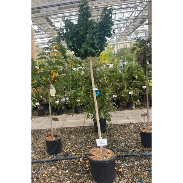 Gömb páfrányfenyő  GINKGO BILOBA MARIKEN T120-140 K30