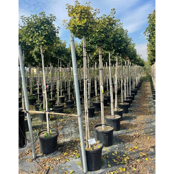 Gömb páfrányfenyő   GINKGO BILOBA MARIKEN T200 10/12 K45