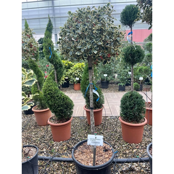 Közönséges magyal ILEX AQUIFOLIUM ARGENTEOMARGINATA T1/2 K30