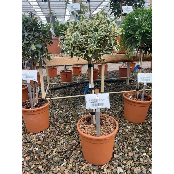 Közönséges magyal  ILEX AQUIFOLIUM ARGENTEOMARGINATA T1/4 K9