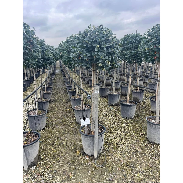 Közönséges magyal   ILEX MUTCHAGARA NELLIE R. STEVENS T1/2 K25