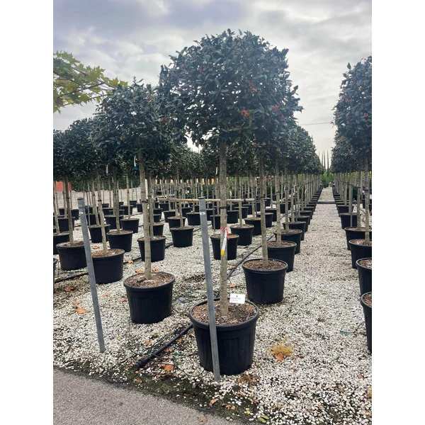 Közönséges magyal   ILEX MUTCHAGARA NELLIE R. STEVENS T1/2 K90