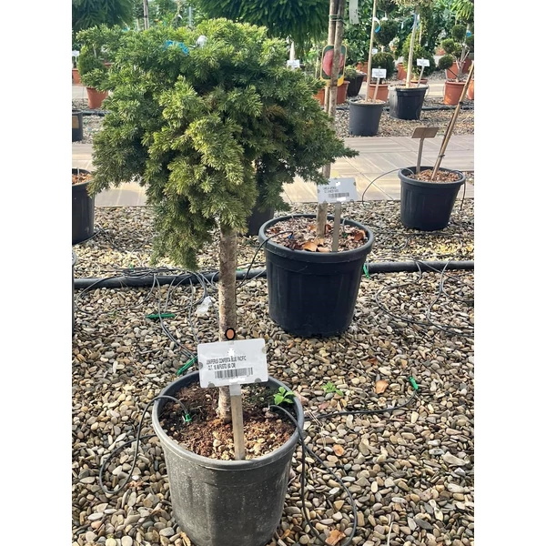 Fövenyboróka    JUNIPERUS CONFERTA BLUE PACIFIC T60 K18